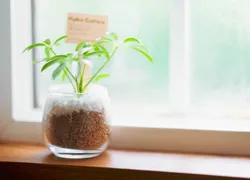 窓際に置かれた小さい観葉植物の鉢植えの写真